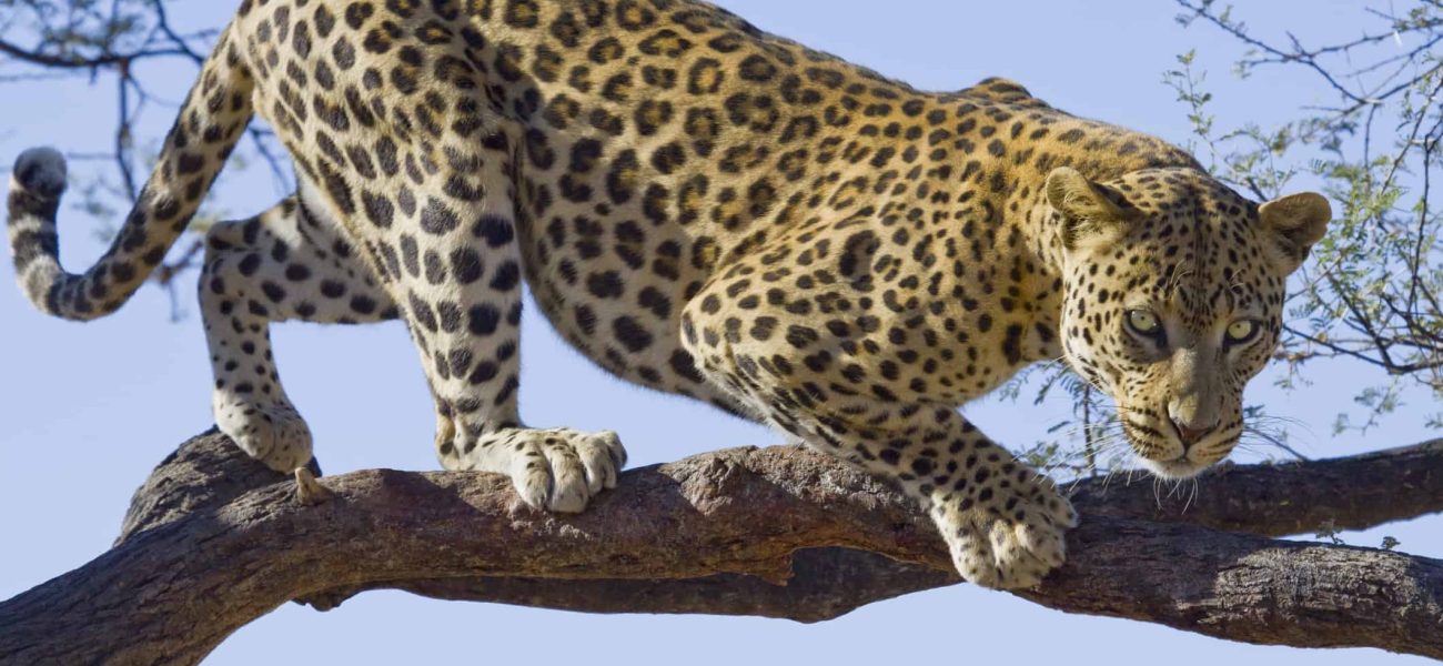 African Predator Showdown: Leopard and Lion’s Epic Tree Battle Ends in Shocking Fall