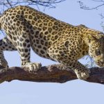 African Predator Showdown: Leopard and Lion’s Epic Tree Battle Ends in Shocking Fall