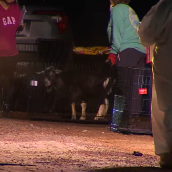 Tijuana Woman Faces 44 Cruelty Counts After Massive Animal Rescue Operation