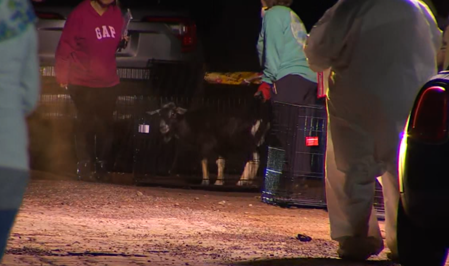 Tijuana Woman Faces 44 Cruelty Counts After Massive Animal Rescue Operation