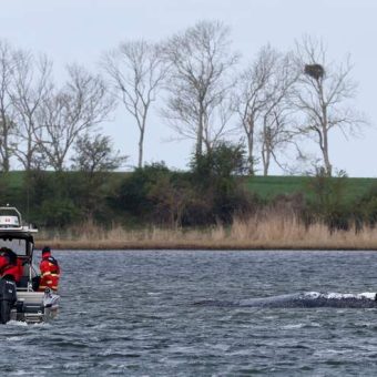 Leviathan’s Lament: Stranded Whale Exposes Germany’s Baltic Paradox