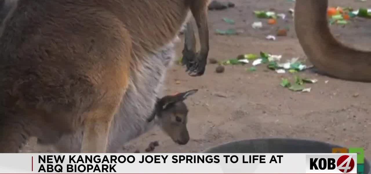 New Mexico’s Arid Paradox: A Kangaroo’s Debut Ignites Debate on Conservation’s True Cost