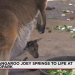 New Mexico’s Arid Paradox: A Kangaroo’s Debut Ignites Debate on Conservation’s True Cost