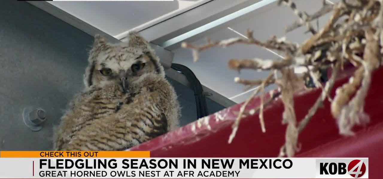Great Horned Owls Fledge at Albuquerque Fire Academy: Fourth Annual Nesting Event