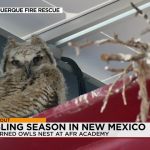 Great Horned Owls Return to Albuquerque Fire Academy for Fourth Consecutive Fledgling Season