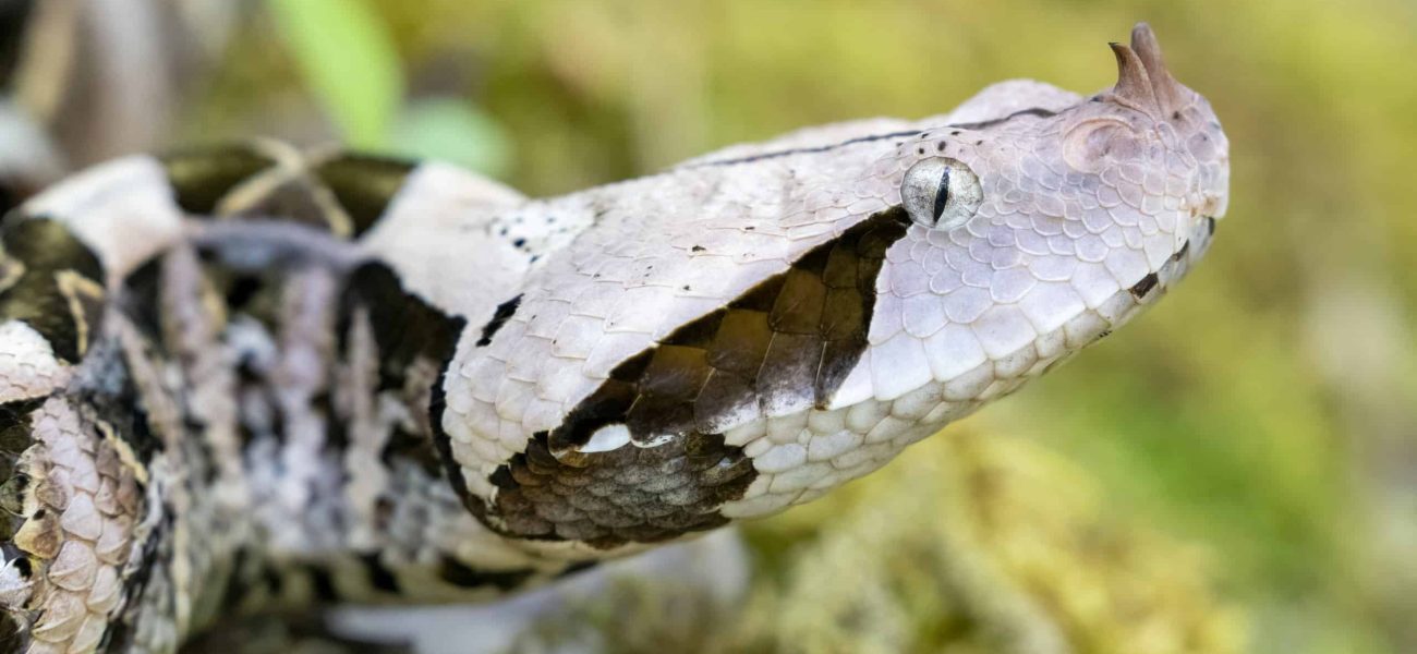 Gaboon Viper Strike Mechanics: High-Speed Footage Reveals Unseen Predatory Precision