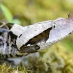 Gaboon Viper Strike Mechanics: High-Speed Footage Reveals Unseen Predatory Precision