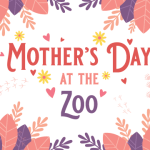 Albuquerque’s BioPark Orchestrates a Mother’s Day Gambit: Beyond Hippos, Towards Urban Policy