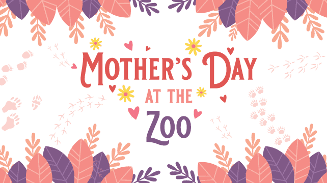 Albuquerque’s BioPark Orchestrates a Mother’s Day Gambit: Beyond Hippos, Towards Urban Policy