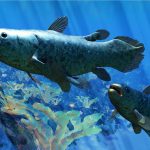 Deep-Sea Discovery: Scientists Moved by Rare ‘Abyssal Lumina’ Fish Find