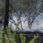 Albuquerque Fire Rescue Contains One-Acre Bosque Fire in South Valley