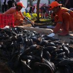 Jakarta’s Subaqueous Scourge: Invasive ‘Janitor Fish’ Expose Capital’s Fraught Environmental Battle