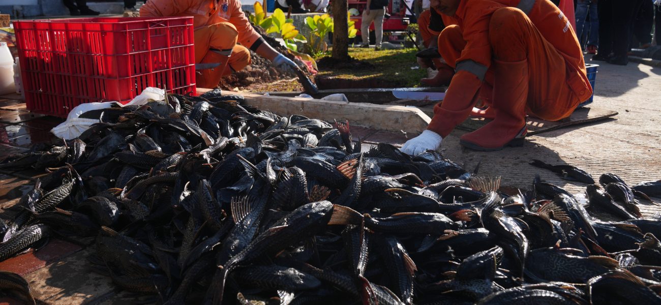 Jakarta’s Silent War: The Ecological Irony of ‘Janitor Fish’ and the Price of Neglect