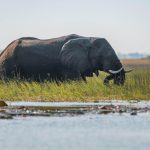 National Geographic & De Beers Partner for Okavango Delta Water Conservation: Science, Community & Indigenous Wisdom