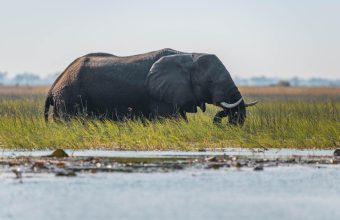 National Geographic & De Beers Partner for Okavango Delta Water Conservation: Science, Community & Indigenous Wisdom
