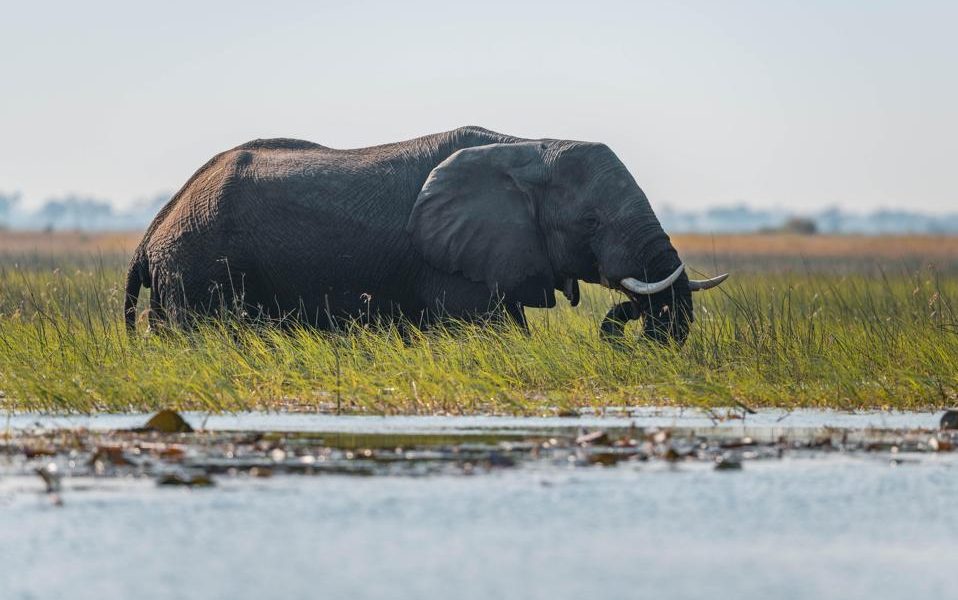 National Geographic & De Beers Partner for Okavango Delta Water Conservation: Science, Community & Indigenous Wisdom