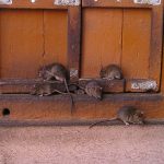 When Propaganda Bites: Gaza Officials Allege Israeli ‘Attack Rats’ in Latest Information War Salvo