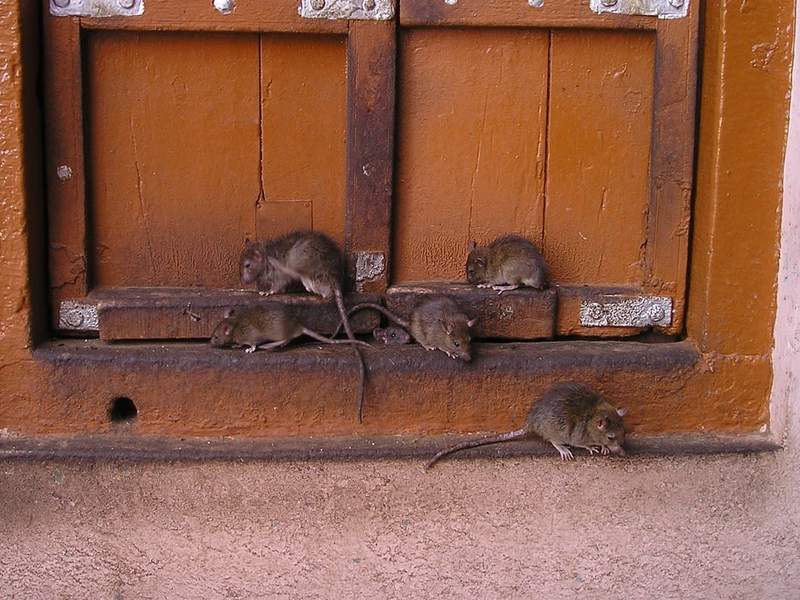 When Propaganda Bites: Gaza Officials Allege Israeli ‘Attack Rats’ in Latest Information War Salvo