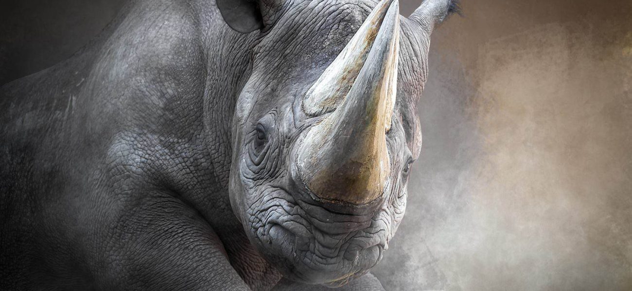 Prehistoric Rhino Species Unearthed in Canadian Arctic Permafrost