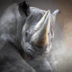 Prehistoric Rhino Species Unearthed in Canadian Arctic Permafrost