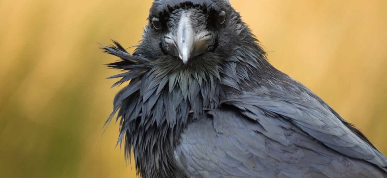 The Dead Sea’s Grim Ecology: Lessons in Political Survival from the Levant’s Edges