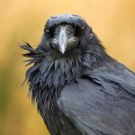 The Dead Sea’s Grim Ecology: Lessons in Political Survival from the Levant’s Edges