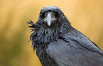 The Dead Sea’s Grim Ecology: Lessons in Political Survival from the Levant’s Edges