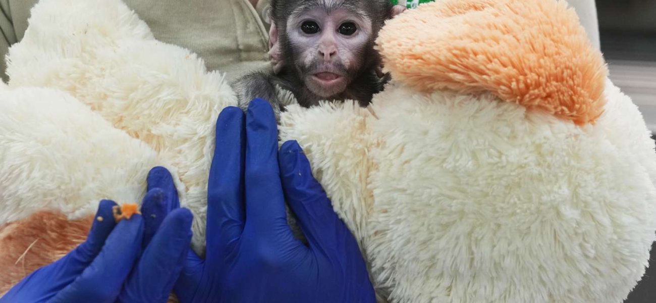 Orphaned Baby Monkey Finds Solace in Stuffed Dog, Echoing Viral Plush Toy Sensation