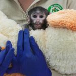 Orphaned Baby Monkey Finds Solace in Stuffed Dog, Echoing Viral Plush Toy Sensation