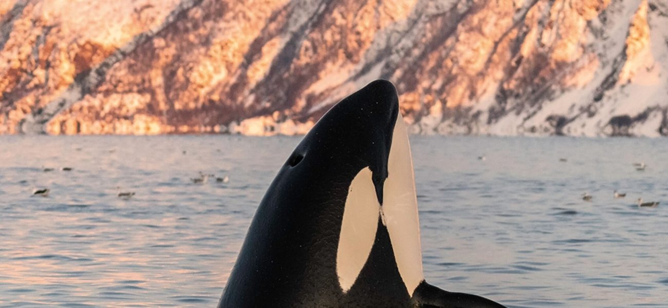 Swimming with Wild Orcas: A Calming and Transformative Marine Encounter