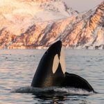 Swimming with Wild Orcas: A Calming and Transformative Marine Encounter