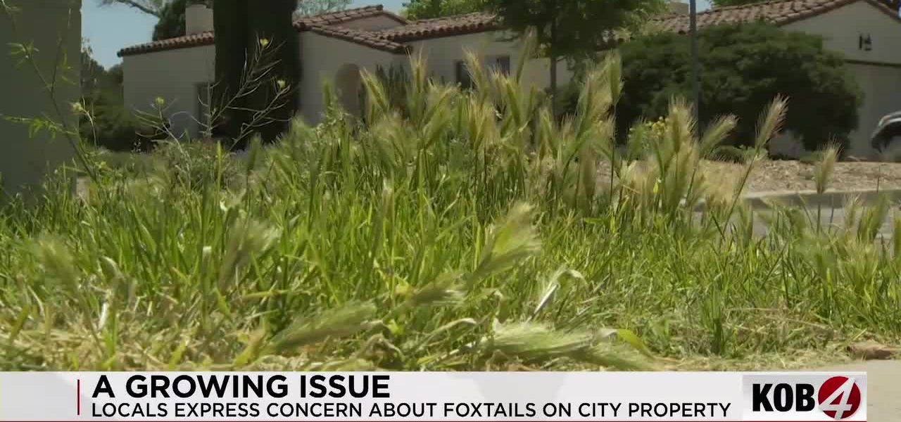 Albuquerque’s Thorny Predicament: A City Grapples with a Pet-Killing Weed and Bureaucratic Inertia