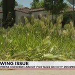 Albuquerque’s Thorny Predicament: A City Grapples with a Pet-Killing Weed and Bureaucratic Inertia