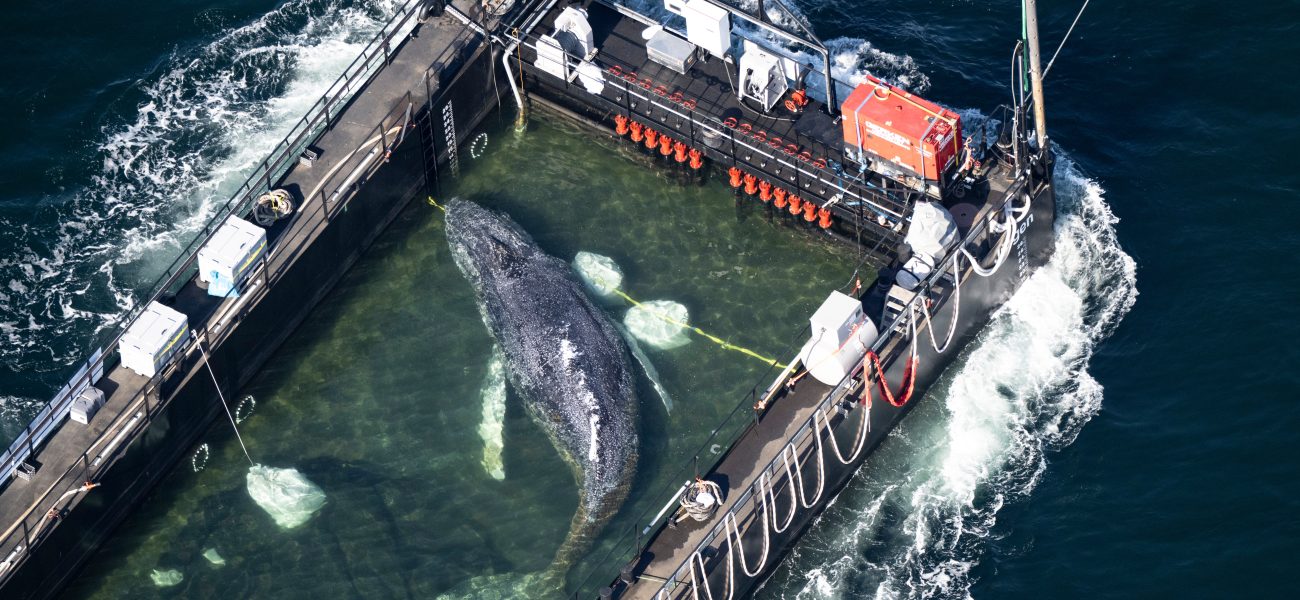 The Price of Providence: Timmy the Whale’s North Sea Odyssey and the Uneasy Calculus of Conservation