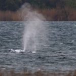 Timmy the Whale: Cautious Optimism in Germany Following Intensive Rescue Operations