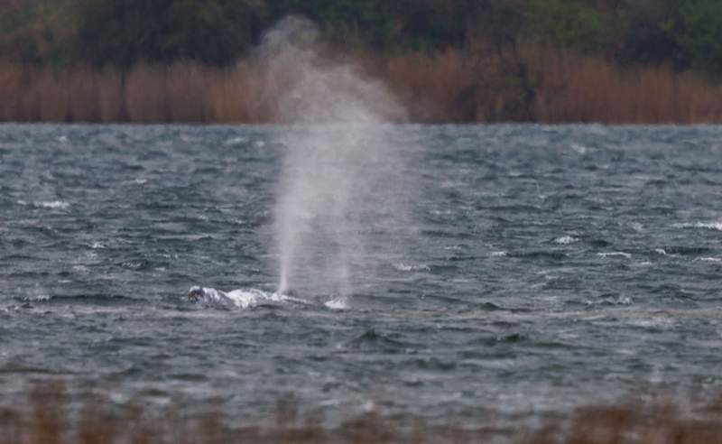 Timmy the Whale: Cautious Optimism in Germany Following Intensive Rescue Efforts