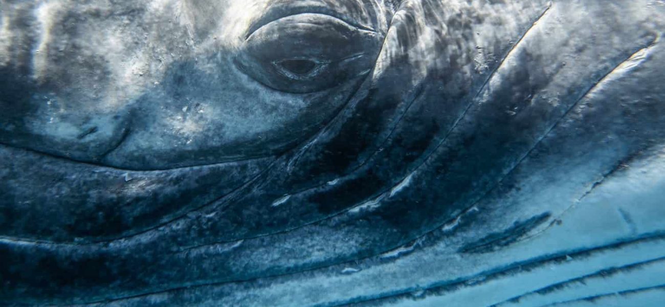 Urgent Whale Rescue: Innovative Inflatable Cushions Deployed to Save Stranded ‘Timmy’