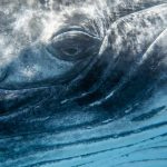 Urgent Whale Rescue: Innovative Inflatable Cushions Deployed to Save Stranded ‘Timmy’