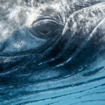 Urgent Whale Rescue: Innovative Inflatable Cushions Deployed to Save Stranded ‘Timmy’