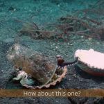 From Viral Octopus to Policy Vortex: A Microcosm of Humanity’s Macro-Pollution Crisis