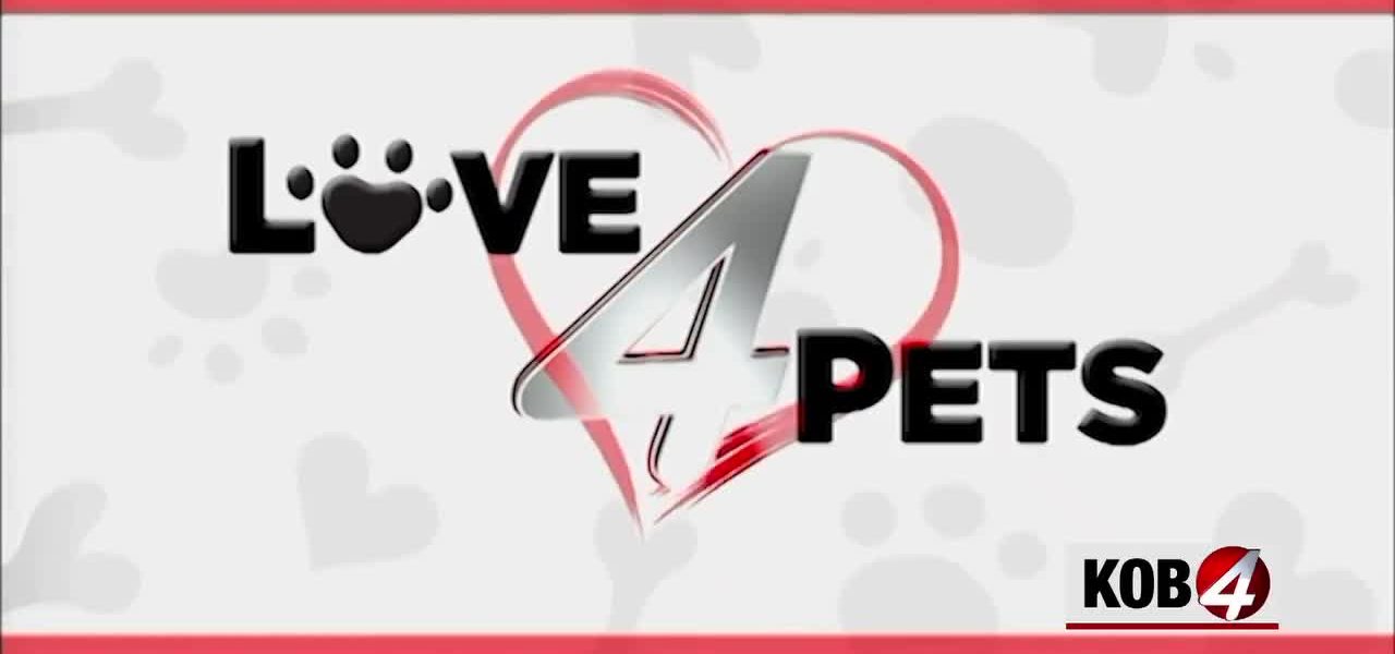 Albuquerque Animal Welfare: Meet Woody, Zwei, and Kenai, Dogs Ready for Adoption