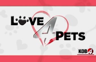 Albuquerque Animal Welfare: Meet Woody, Zwei, and Kenai, Dogs Ready for Adoption