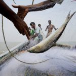 Fish Factor: How Seafood Culture Influences West Bengal Elections and Voter Sentiment