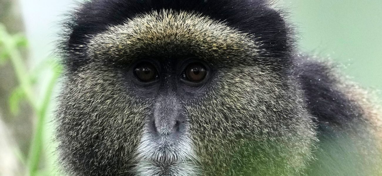 Whispers in the Wild: DNA’s Unseen Hand in Conservation’s Gritty Battle