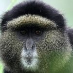 Whispers in the Wild: DNA’s Unseen Hand in Conservation’s Gritty Battle Whispers in the Wild: DNA’s Unseen Hand in Conservation’s Gritty Battle