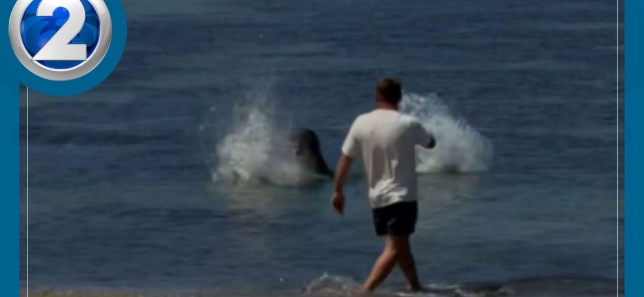Coral Courts and Contempt: A Tourist’s Tropical Tribulation Unfurls