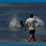 Coral Courts and Contempt: A Tourist’s Tropical Tribulation Unfurls