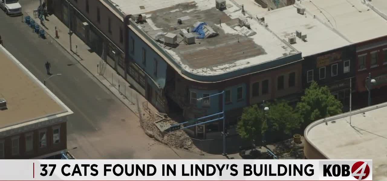 Albuquerque’s Crumbling Heart: A Cautionary Tale of Cats, Collapse, and Policy Blind Spots