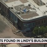 Albuquerque’s Crumbling Heart: A Cautionary Tale of Cats, Collapse, and Policy Blind Spots