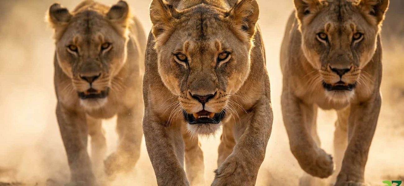Mara’s Immutable Rule: When Solo Ambition Meets Collective Will